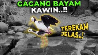 AKHIRNYA GW TAU CARA KAWIN BURUNG GAGANG BAYAM INI SEPERTI APA [upl. by Stranger12]