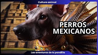 RAZAS DE PERROS ORIGINARIOS DE MEXICO [upl. by Steen]