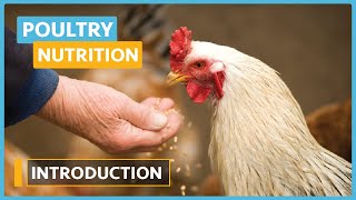 Poultry Nutrition Lesson 1  Introduction To Poultry Nutrition [upl. by Yhtac]