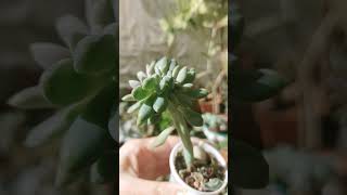 echeveriacristata succulents домашніквіти [upl. by Gert]