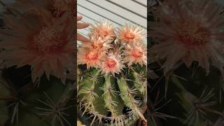 Candy Barrel cactus Ferocactus wislizeni poppin super shiny flowers [upl. by Oluas]