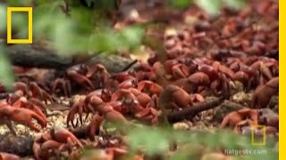 Red Crab Marathon  National Geographic [upl. by Adnwahsal]