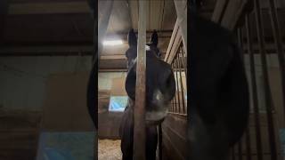 barn vlog 🎄⭐️🎁 corwin was PERFECT i decided to go bareback fyp horse barnvlog [upl. by Mcconnell]