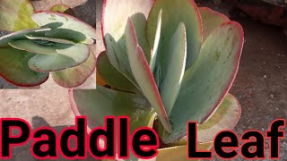 Paddle Leaf Plant Kalanchoe LuiceCare and TipsPropagation [upl. by Enaed93]