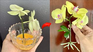 Know this secret You can propagate thousands of orchids at will [upl. by Rube2]