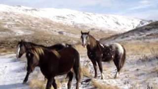 Wild Horses in Unalaska AK [upl. by Neeruan]