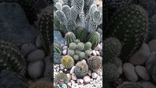 WHY LIGHT IS THE LIFEBLOOD OF YOUR CACTI [upl. by Aubin214]