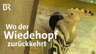 Wiedehopf  Vogel des Jahres 2022 Brutpaare in der Oberpfalz  Zwischen Spessart amp Karwendel  BR [upl. by Amberly77]