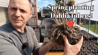 How to plant Dahlias from seed and tubers [upl. by Ronoh250]