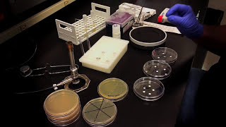 Testing an Antibiotic Using a Disk Diffusion Assay  Kirby Bauer Method [upl. by Alimrahs207]