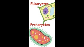 Eukaryotes and Prokaryotes [upl. by Lin]