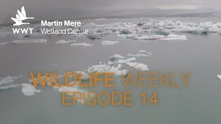 Wildlife Weekly Martin Mere  Episode 14  Iceland Special Part 2 [upl. by Niledam664]