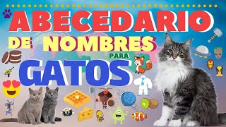 Abecedario de Nombres para Gatos 😻🌟 [upl. by Arther185]