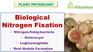 Biological Nitrogen Fixation  Heterocyst and Leghemoglobin  CSIR NET [upl. by Wildee]