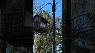 Birds Chickadee in slow motion birds [upl. by Eleph]