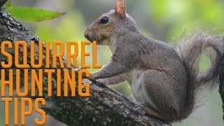 Four Squirrel Hunting Tips [upl. by Irved]