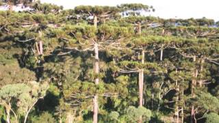 Parque Nacional das Araucárias [upl. by Byrn]