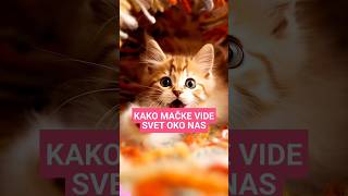 Kako mačke vide 🐱 ljubimci mačka mačke životinje ljubimac zivotinje macke zabava macka [upl. by Akinohs]