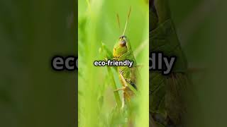 Amazing facts about grasshoppers 😳😱 [upl. by Marcella41]