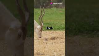 Amazing Facts About the Addax wildanimalwatching facts wildlifewatch wildanimalfacts animals [upl. by Torbart]