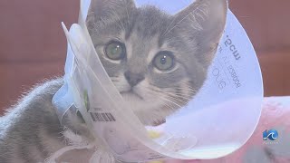 Clear the Shelters VB SPCA has more than 100 pets that need new homes [upl. by Nevsa]