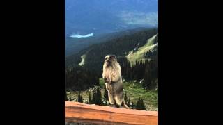 Marmot screaming on Blackcomb Mountain [upl. by Ssitruc]