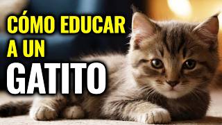 CÓMO EDUCAR A TU GATITO Todo lo que debes saber [upl. by Sineray637]