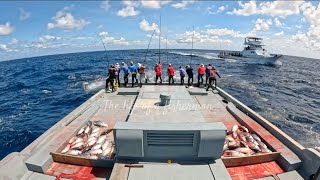 Pole amp line skipjack tuna fishing Maldives 🎣 [upl. by Snashall]