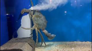 Crabs have some way to breathe underwater [upl. by Faus]