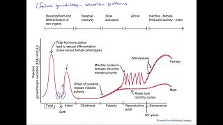 Lifetime gonadotropin secretion patterns [upl. by Hourihan961]