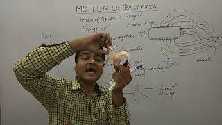 Motion of Bacteria  Bacterial Movement Using Flagella  Bacterial Motility  MCQ on Bacteria [upl. by Jain]