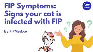 FIP Symptoms Signs Your Cat is Infected with FIP [upl. by Kehoe186]