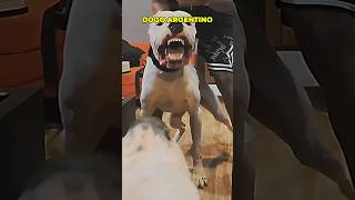 Pitbull Dog vs Dogo Argentino Real Fight shortspitbulldogdogoargentino [upl. by Nwahsyar]