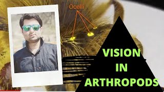 Vision In Arthropoda [upl. by Imuy]