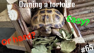 The daily life of a tortoise keeper [upl. by Ennaylime]