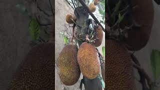 Jackfruit tree [upl. by Charmine15]