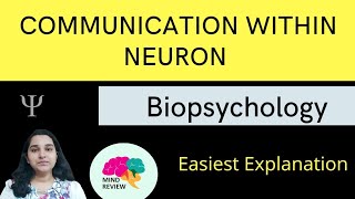 Communication Within a Neuron Resting amp Action Potentials Mind Review [upl. by Ayekal]