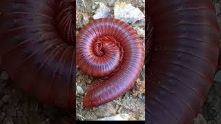 Millipede SECRETS You Wont Believe 7 [upl. by Jacky749]