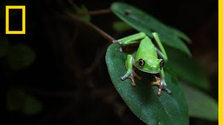 Amphibians Face Mass Extinction as Fungus Spreads Across the World  National Geographic [upl. by Zane93]