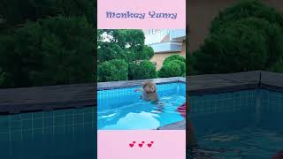 Monkey Yumy was swimming happily [upl. by Seidel]