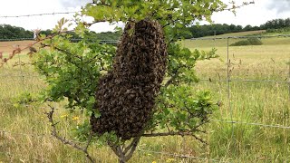 How To Catch amp Rehome A Swarm Of Bees With Cotswold Bees [upl. by Romulus]