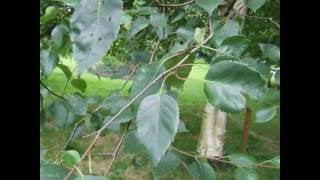 Betula utilis Jacquemontii [upl. by Moise385]