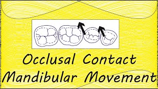 occlusion  2 Occlusal contact amp Mandibular Movement [upl. by Anitahs]