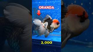 Oranda gold fish imported panda fish fishpetsvlog fishtank shorts goldfishmollyfish minivlog [upl. by Airetas]