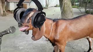 ছাগলের গান। 😱new rap song 😂 singer mr goat funny [upl. by Zachariah]