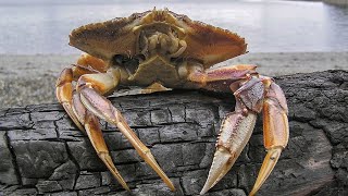 Facts The Dungeness Crab [upl. by Silohcin806]