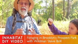 How To Forage In Your Local Park Foraging With Wildman Steve Brill in Brooklyn [upl. by Ardnohsal884]