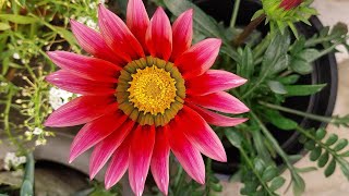 Gazania plant care tip [upl. by Alanna495]