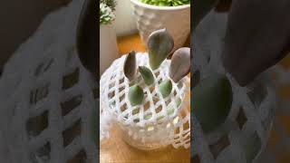 Succulent water propagation hack succulents succulent propagation waterpropagation [upl. by Mccreary]