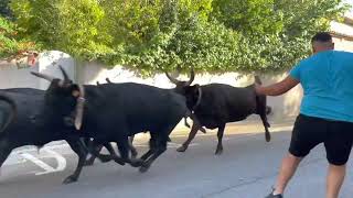 Lâcher de 50 taureaux Bandido Fête de BAILLARGUES [upl. by Ainessej]